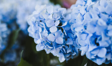 Taille hortensia : période favorable, procédure, conseils