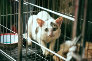 Utiliser une cage pour capturer les animaux en toute sécurité