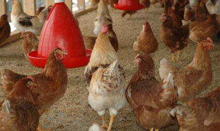 installer un poulailler de jardin