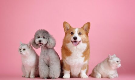 bienfaits de la spiruline pour les animaux