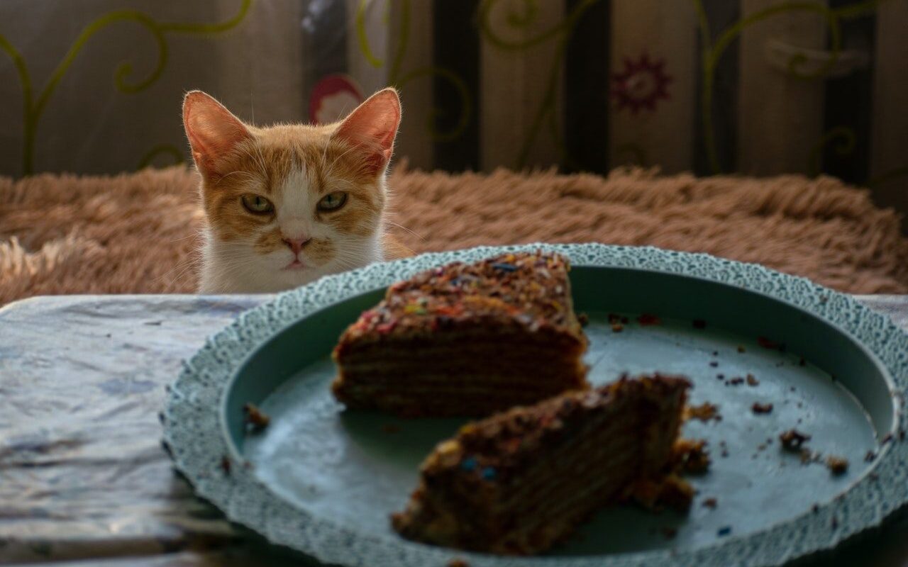 accessoires pour chat