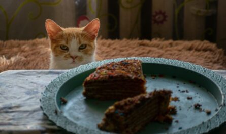 accessoires pour chat