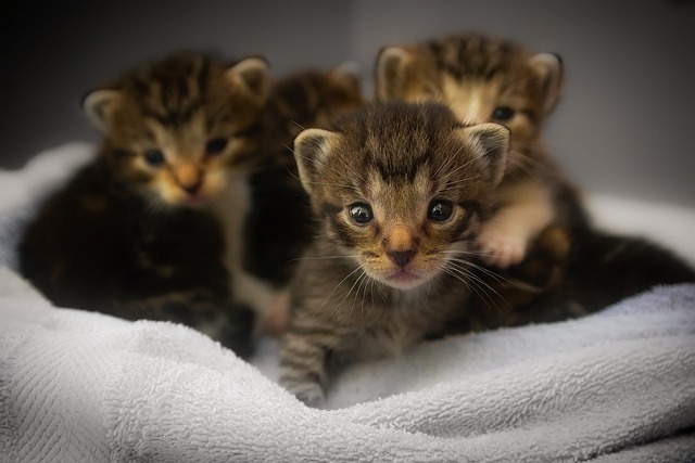 trois jeunes chatons dans un panier