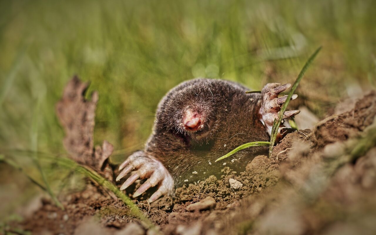 conseils-eloigner-taupes