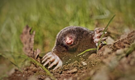 conseils-eloigner-taupes