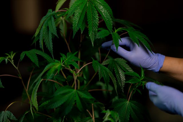 Bienfaits du chanvre