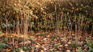 Jardin naturel d’automne avec des feuilles mortes sous une haie, des tiges sèches de vivaces et une douce lumière matinale.