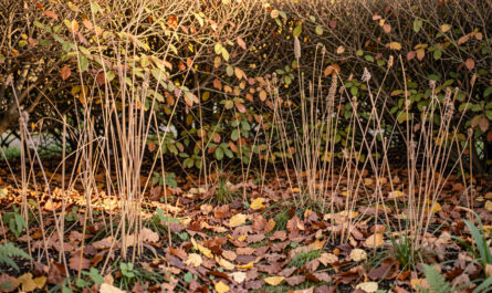 Jardin naturel d’automne avec des feuilles mortes sous une haie, des tiges sèches de vivaces et une douce lumière matinale.