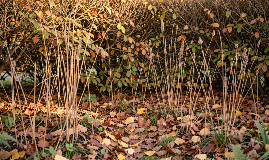 Quels déchets végétaux laisser au jardin cet automne pour protéger les auxiliaires ?