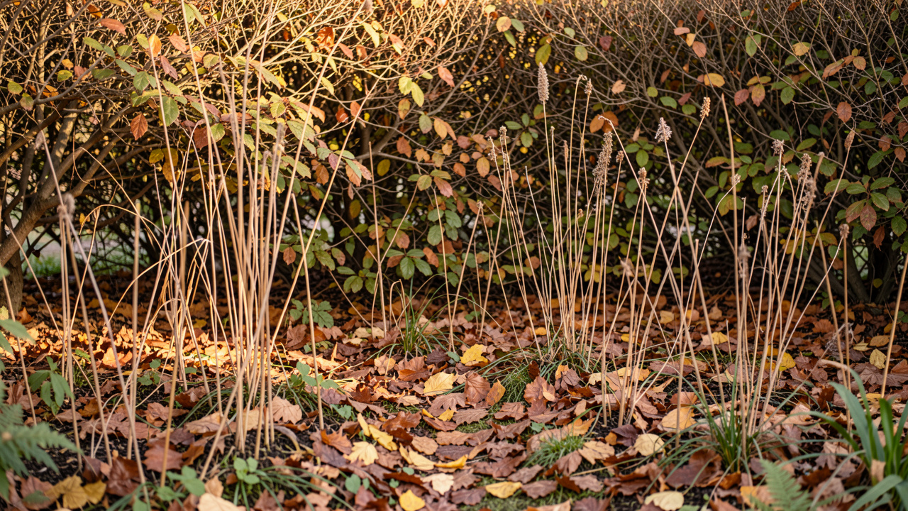 Jardin naturel d’automne avec des feuilles mortes sous une haie, des tiges sèches de vivaces et une douce lumière matinale.