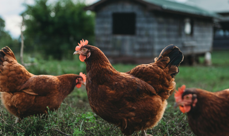 Huile de cade : pour quels types de soins l’utiliser pour le bien-être des poules ?