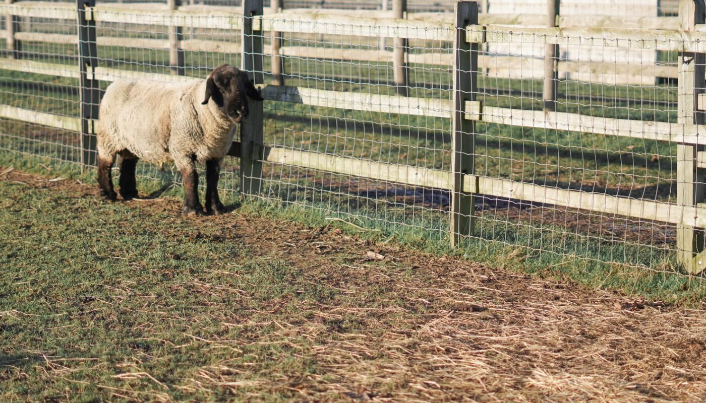 Un éleveur installe une clôture autour d’un enclos à moutons dans un pâturage.