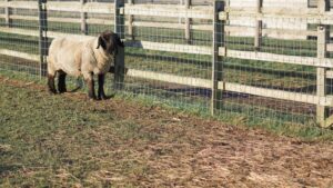 Un éleveur installe une clôture autour d’un enclos à moutons dans un pâturage.