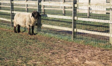 Un éleveur installe une clôture autour d’un enclos à moutons dans un pâturage.