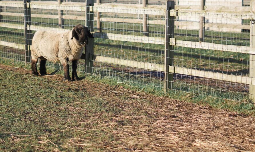 Clôture à mouton : choisir et poser un enclos fiable